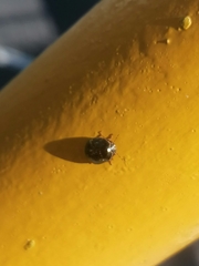 Brachyplatys subaeneus