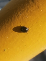 Brachyplatys subaeneus