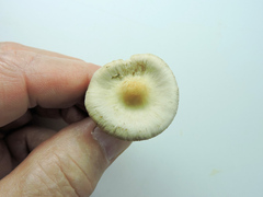 Inocybe geophylla