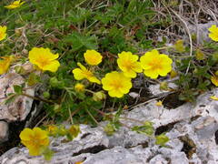 Potentilla crantzii