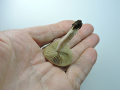 Inocybe geophylla