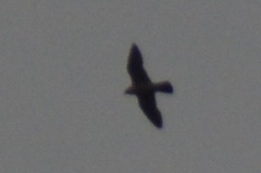 Falco peregrinus