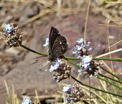 Faunula patagonica
