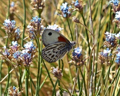 Argyrophorus argenteus