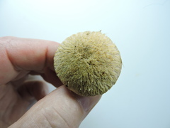 Suillus lakei