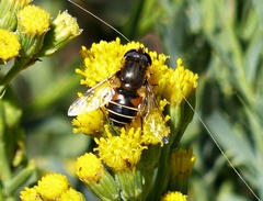 Eristalis croceimaculata