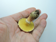 Suillus lakei