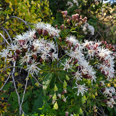Aristeguietia salvia