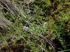Galium trifidum