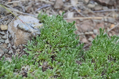 Aptosimum procumbens