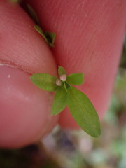Galium trifidum