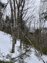 Acer pensylvanicum