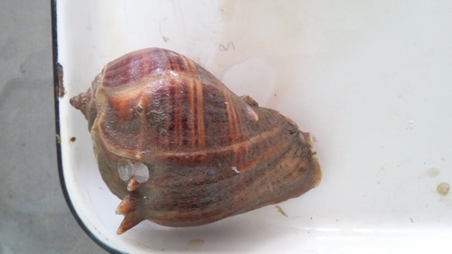 Caribbean Crown Conch