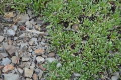 Aptosimum procumbens