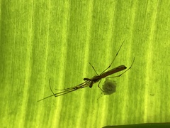 Tetragnatha hasselti