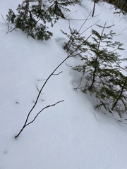 Acer pensylvanicum