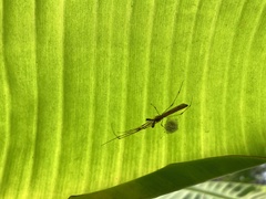 Tetragnatha hasselti