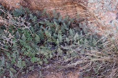 Myriopteris parryi