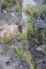 Pseudopentameris macrantha