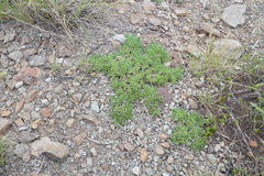 Aptosimum procumbens