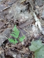 Sceptridium dissectum