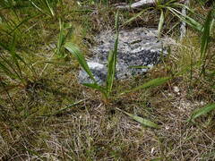 Plantago macrocarpa