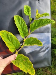 Hermannia grandifolia