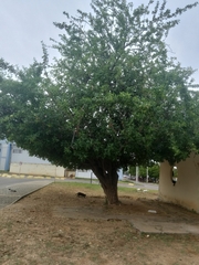 Magnoliopsida