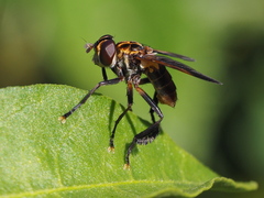 Trichopoda pictipennis