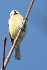 Cyanistes caeruleus