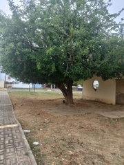 Magnoliopsida