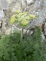 Lomatium dasycarpum