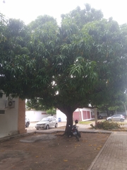 Mangifera indica
