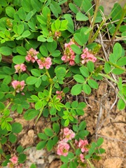 Indigofera oxalidea