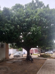 Mangifera indica