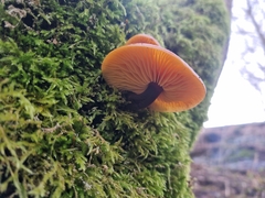 Flammulina velutipes