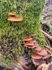 Flammulina velutipes