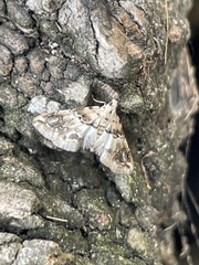 Oxyelophila callista