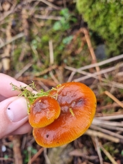 Flammulina velutipes
