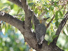 Melanerpes aurifrons