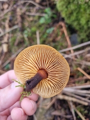 Flammulina velutipes