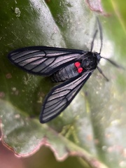 Sangalopsis microleuca
