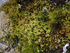 Aulacomnium androgynum