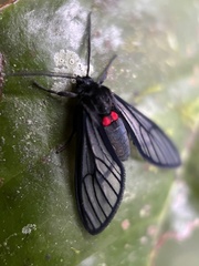 Sangalopsis microleuca
