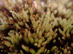 Aulacomnium androgynum