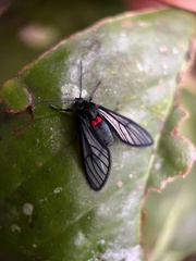 Sangalopsis microleuca