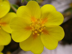 Potentilla crantzii
