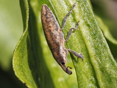 Lixus subtilis