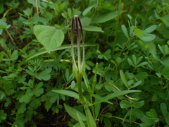 Ceropegia attenuata