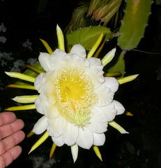 Selenicereus setaceus